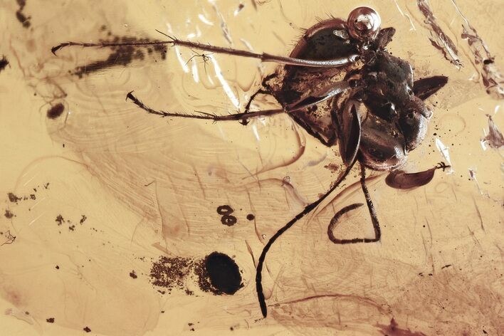 Detailed Fossil Aphid (Aphidoidea) & Ant (Formicidae) in Baltic Amber #335827